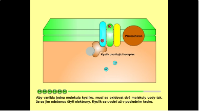 fotosyntéza: reakční centrum