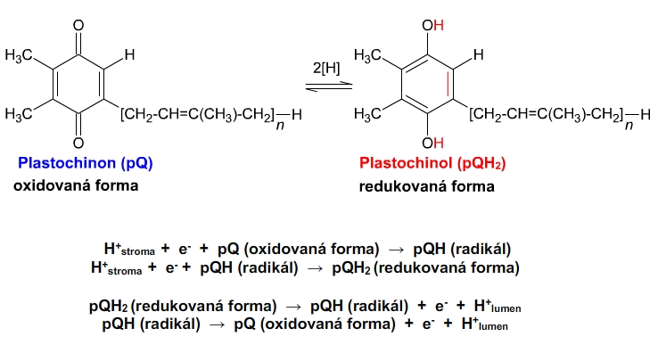 plastochinon, plastochinol