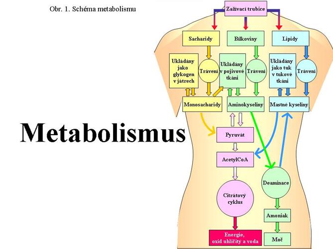test metabolismus