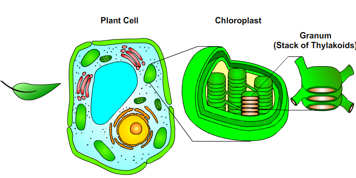 The Description of Photosythetic Cell