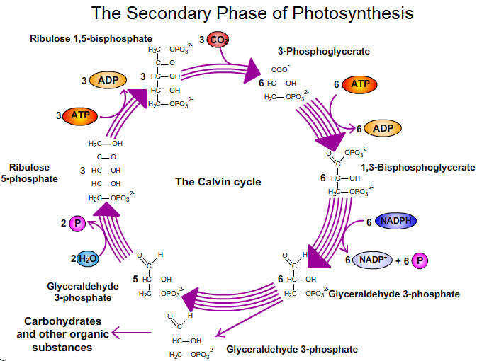 The calvin cycle