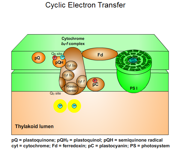 photosynthesis: Cyclic Electron Transfer