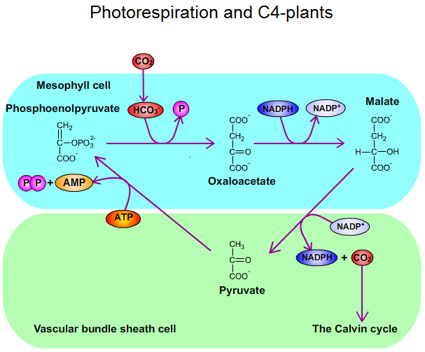 Photorespiration and C4-plants