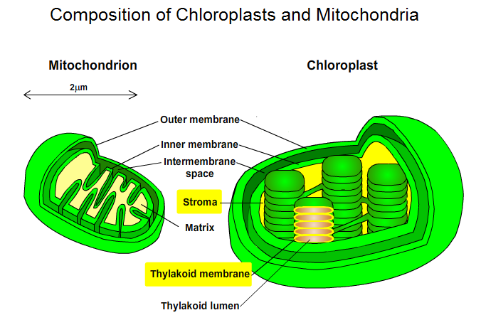 Composition of Chloroplasts and Mitochondria