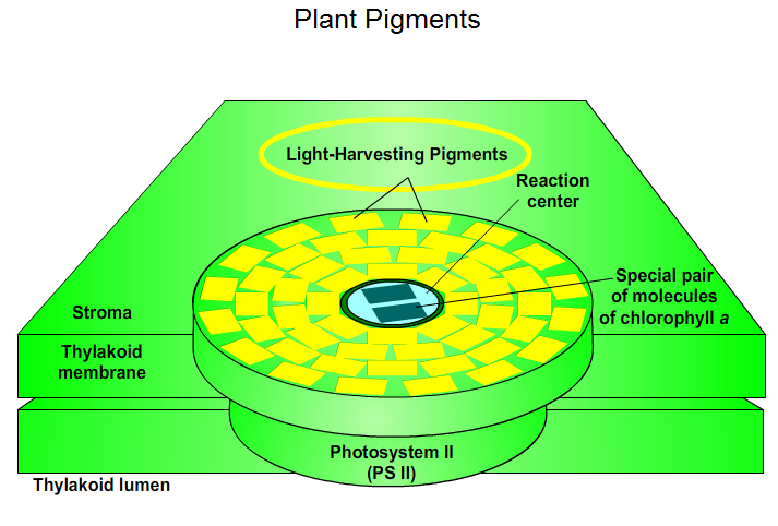 Light-harvesting antennae