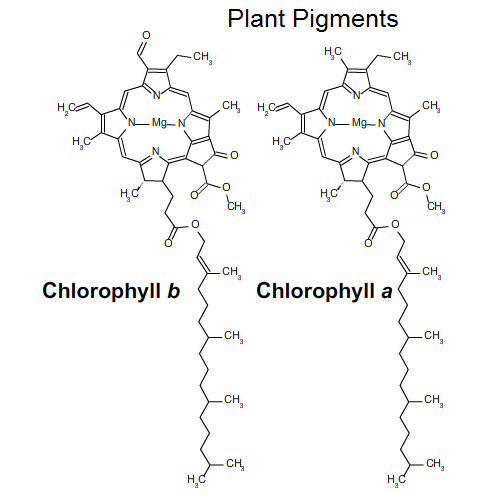 plant pigments chlorophyll