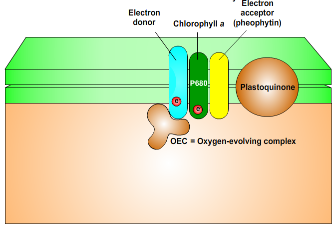 The Reaction Center of Photosysystem II 