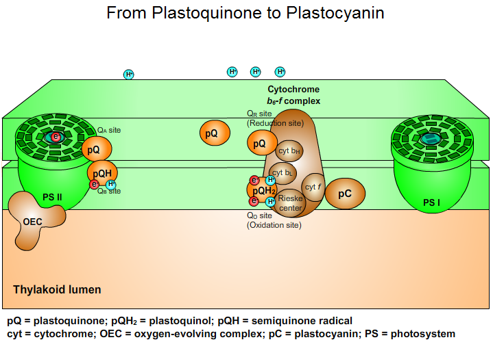 From Plastoquinone to Plastocyanin