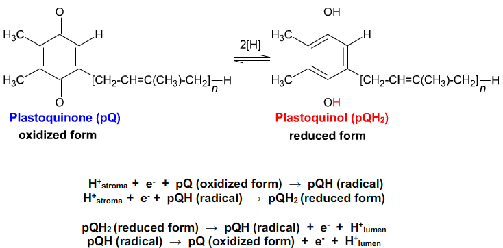 From Plastoquinone to Plastocyanin