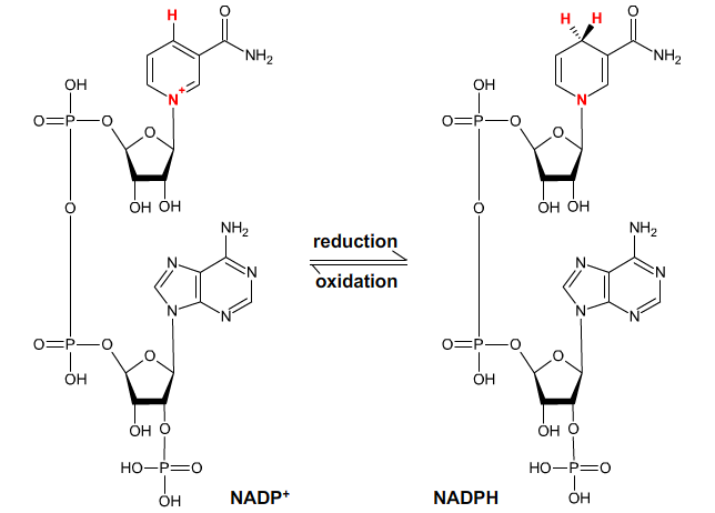 nikotinamide adenine dinucleotide phosphate