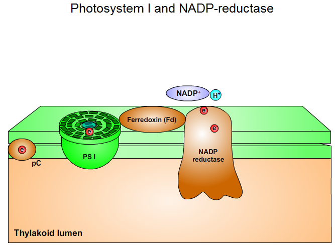 Photosystem I and NADP-reductase