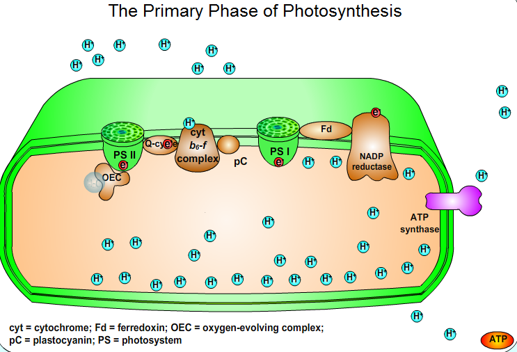 The Primary Phase of Photosynthesis