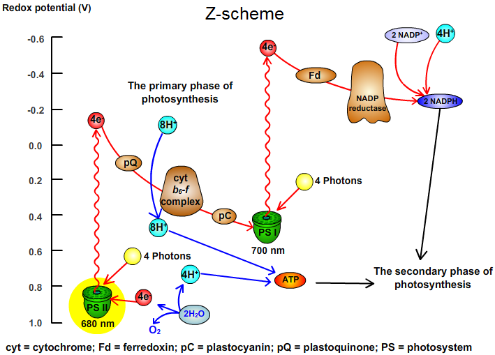 Z-scheme of photosynthesis