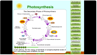 photosynthesis