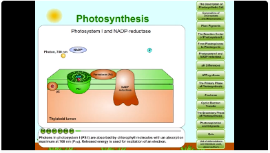 Photosynthesis