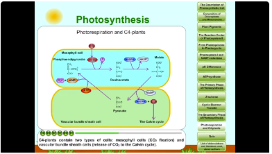 photosynthesis