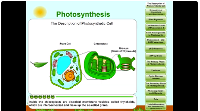 Photosynthesis