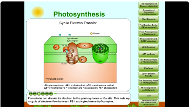 photosynthesis