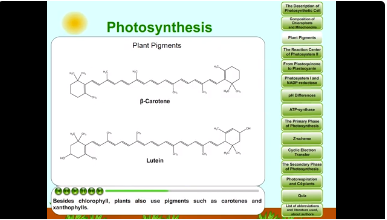 Photosynthesis