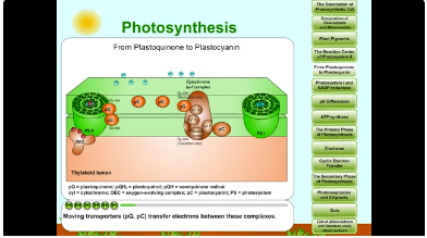 Photosynthesis