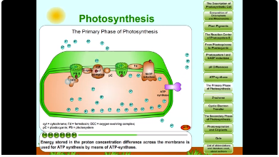 photosynthesis