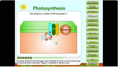 Photosynthesis