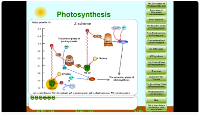 photosynthesis