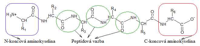 Peptidový řetězec