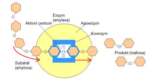 enzym 