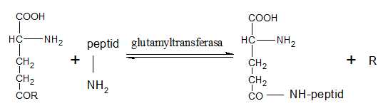 glutamyltransferasa