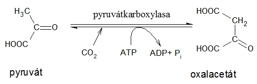 pyruvatkarboxylasa