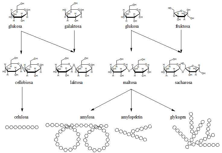 polysacharidy