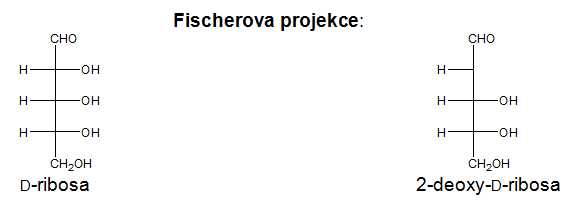 Fischerova projekce