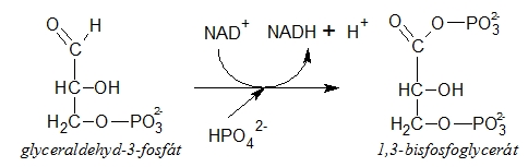 ATP synteza