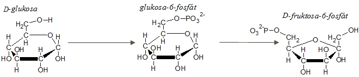 glykolýza