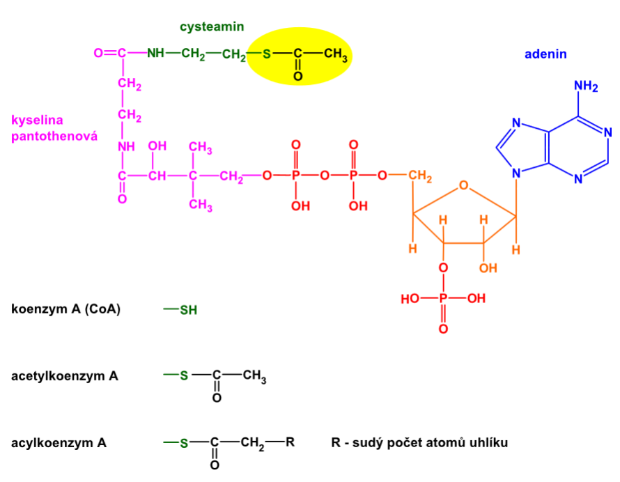 acylkoenzym A, acetylkoenzym, koenzym A