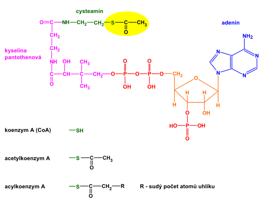 acetylkoenzymA