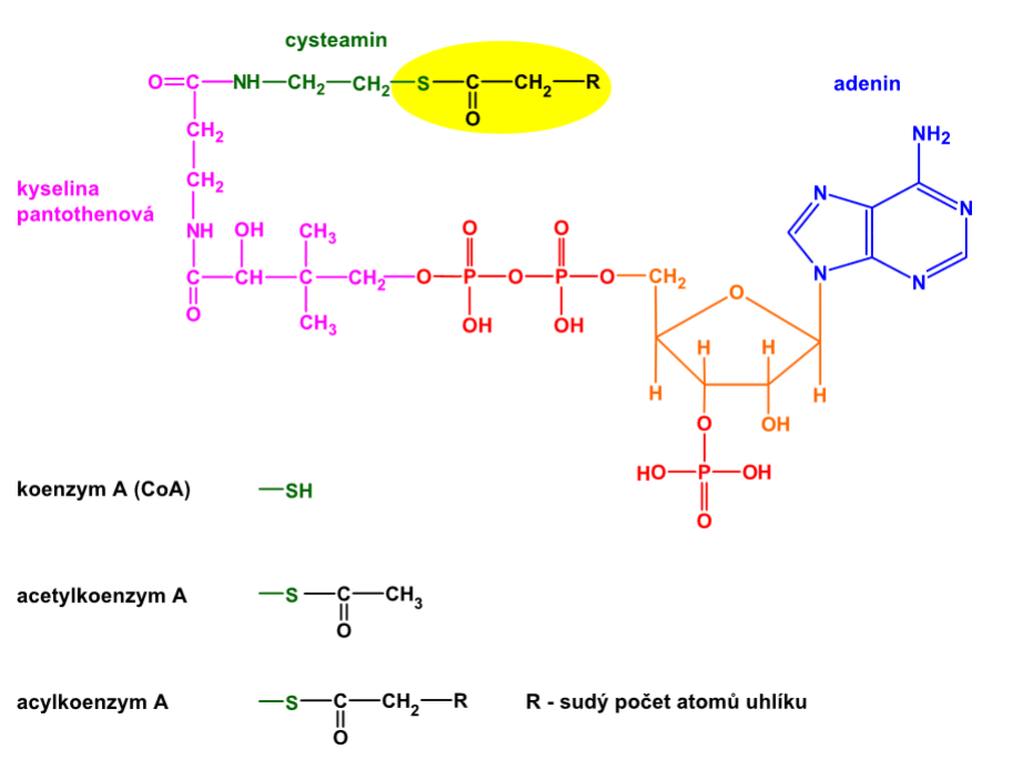 acylkoenzym A, acetylkoenzym, koenzym A