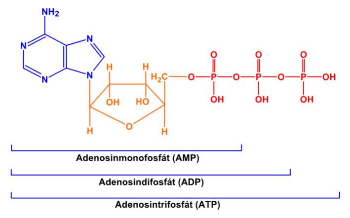 adenosintrifosfát, adenosindifosfát, adenosinmonofosfát