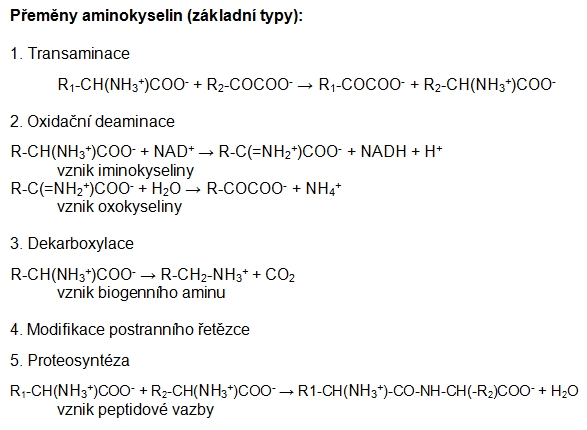 premeny aminokyselin