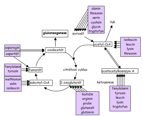 Metabolismus aminokyselin