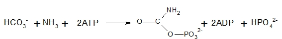 karbamoylfosfat