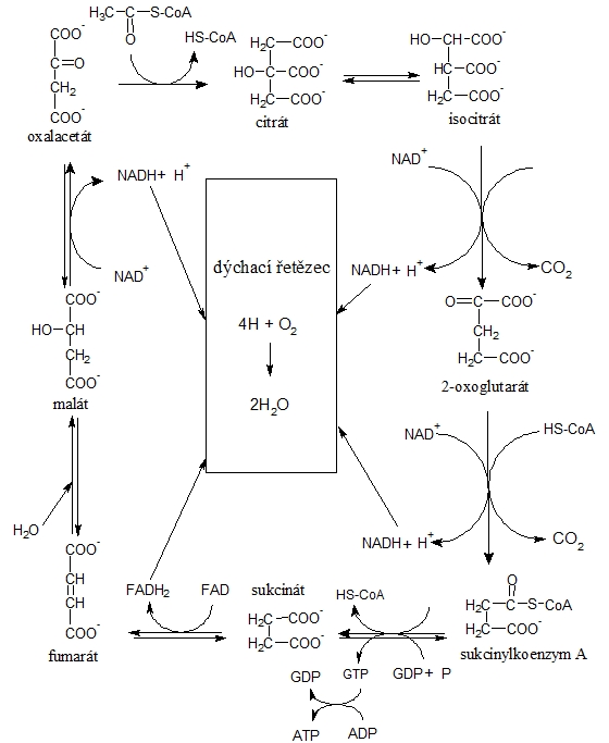 citrátový cyklus