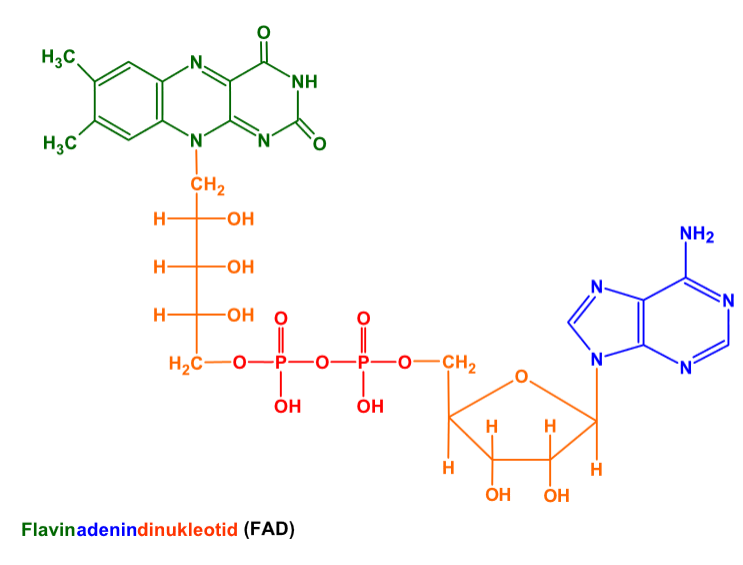 Flavinadenindinukleotid