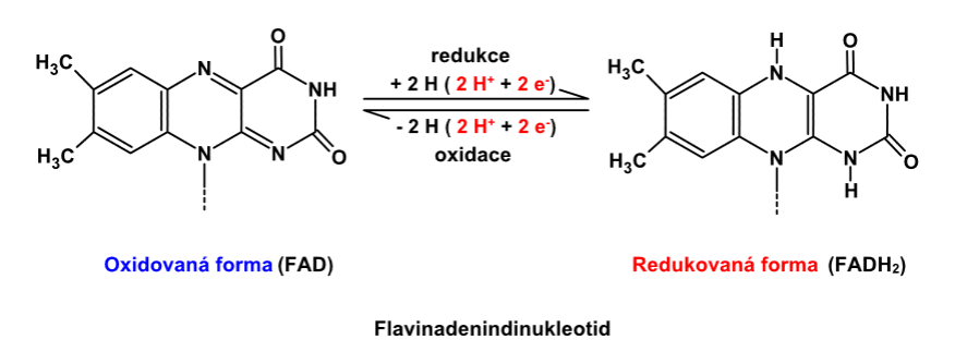 Flavinadenindinukleotid