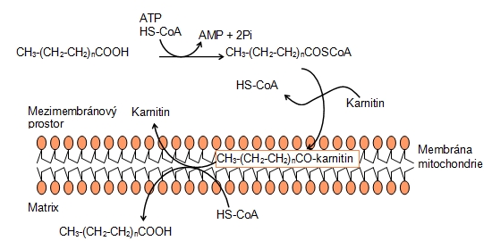 Přenos aktivované mastné kyseliny přes membránu