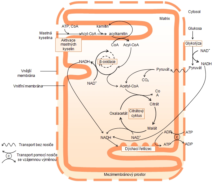 metabolismus, buňka