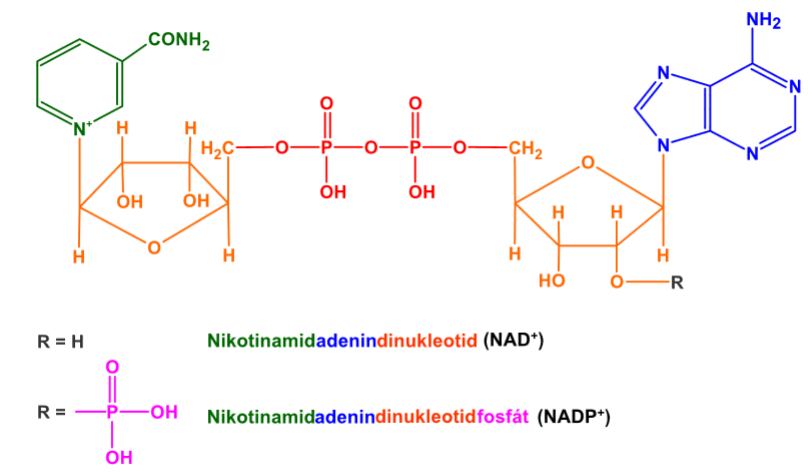 NADP, NAD, nikotinamidadenindinukleotid