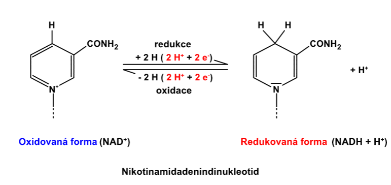 nikotinamidadenindinukleotid