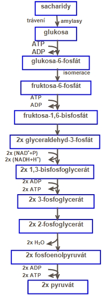 glykolýza